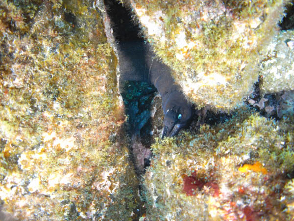 M0010106