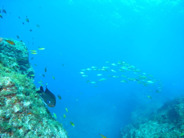 M0010153