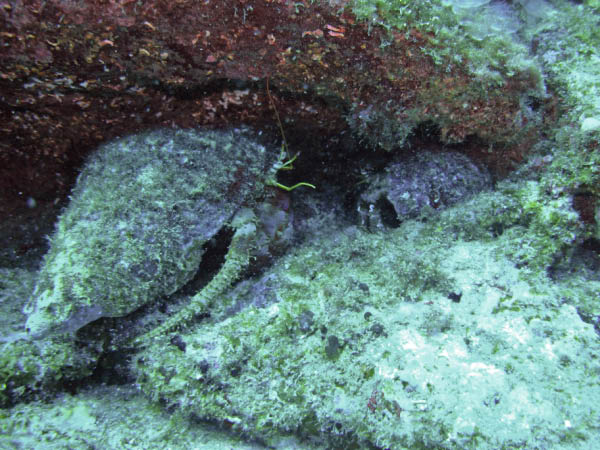 M0010164