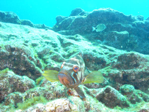 M0010184