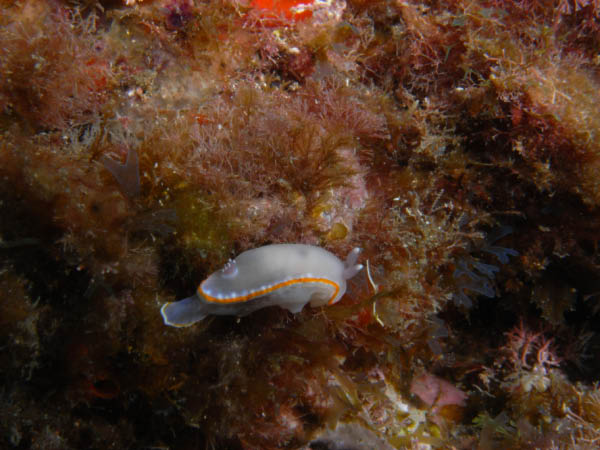 M0010251