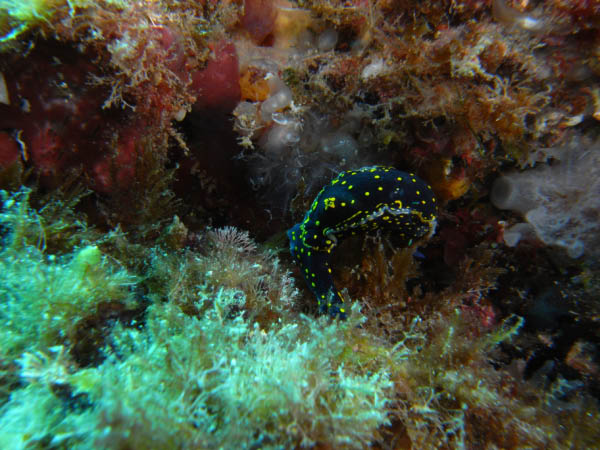 M0010260