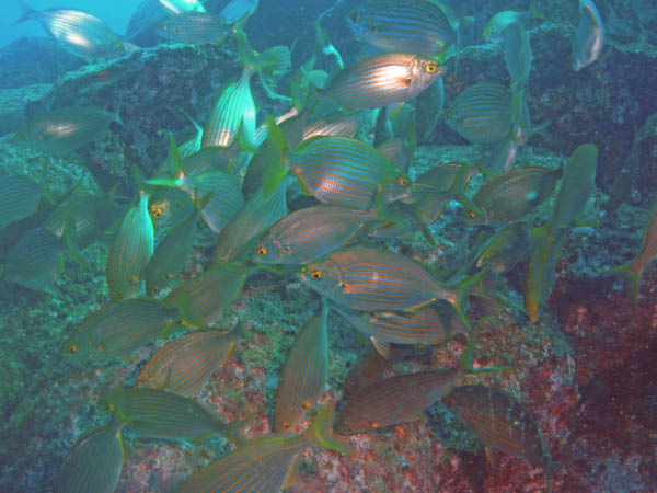 M0010282