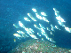 M0010084