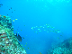 M0010153