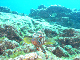 M0010184