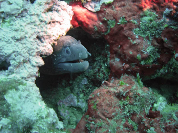 M0010493