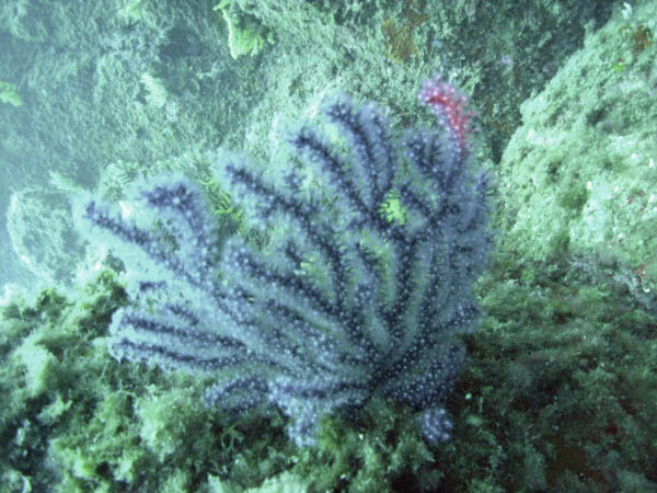 M0010497
