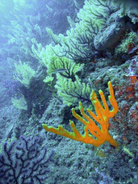 M0010529