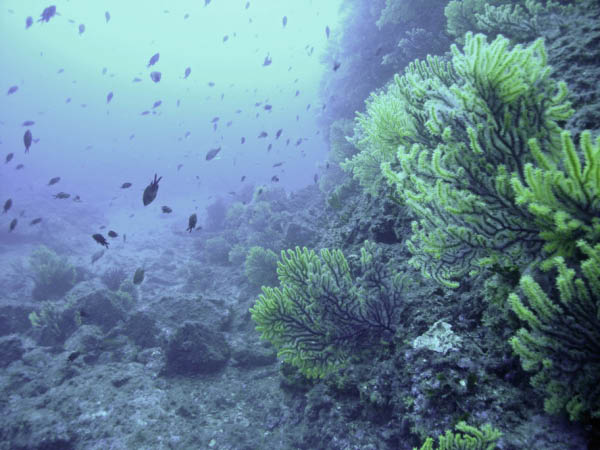 M0010531