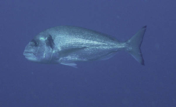 M0010535