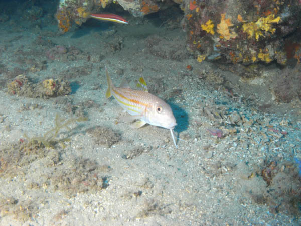M0010561
