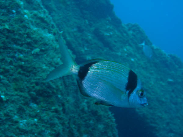 M0010638