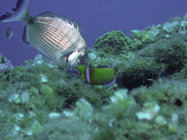 M0010646