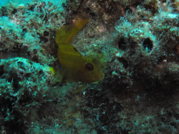 M0010655