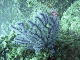 M0010497