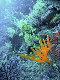 M0010529