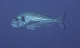 M0010535