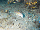 M0010561