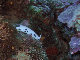 M0010597