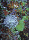 M0010607