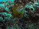 M0010655