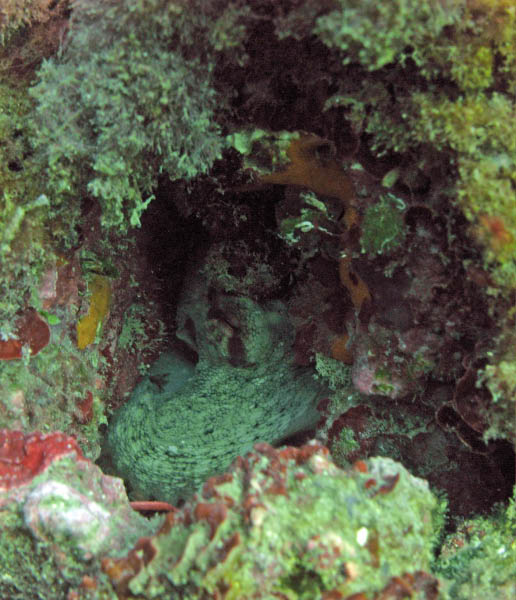 M0010661