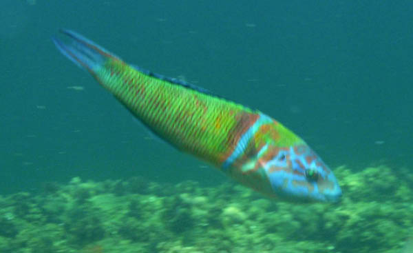 M0010750