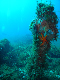 M0010782