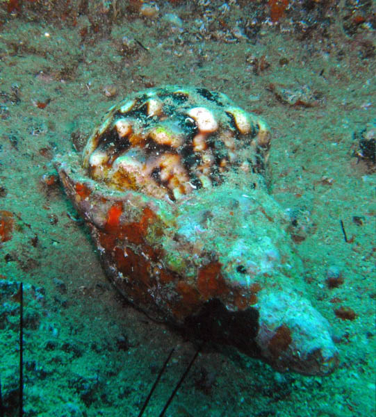 M0010802