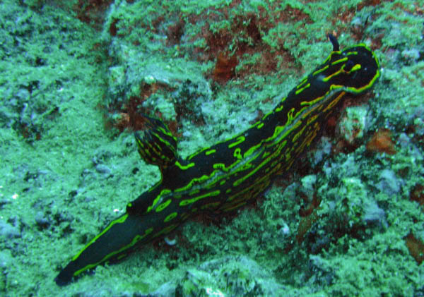 M0010804