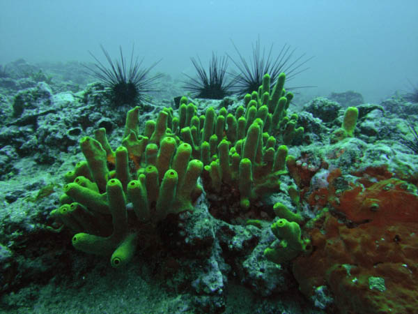 M0010808