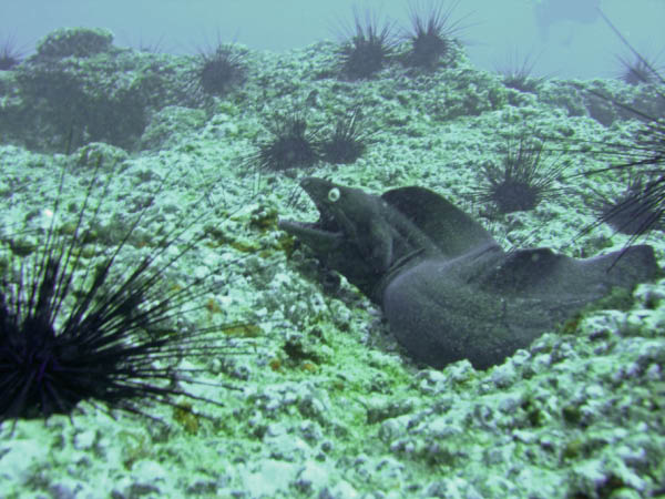 M0010814