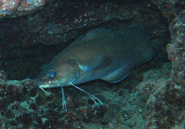 M0010821