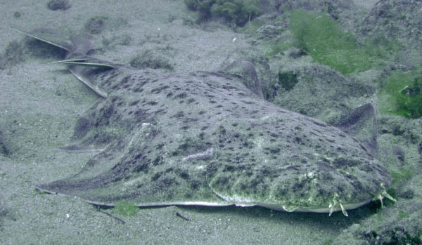 M0010853