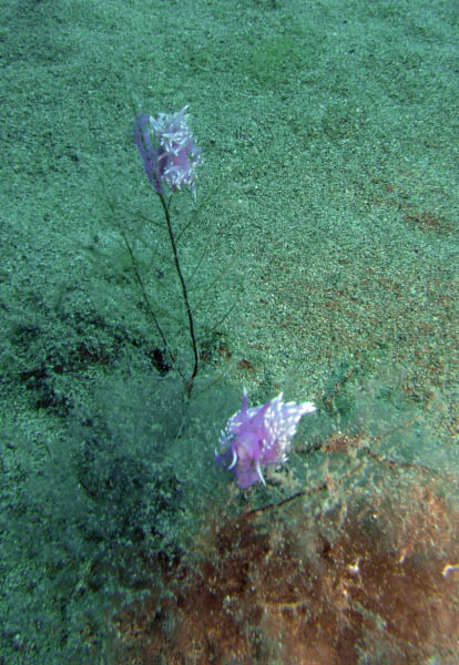 M0010854