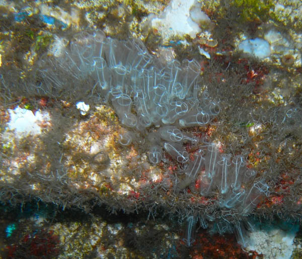 M0010877