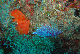 M0010851