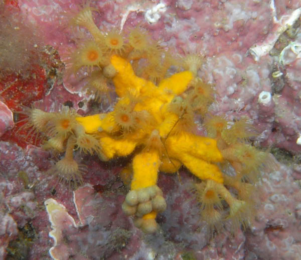 M0010931a