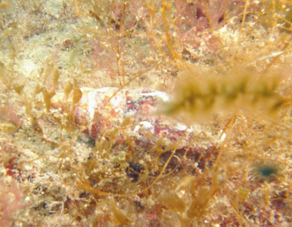 M0010934a