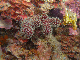 M0010941a