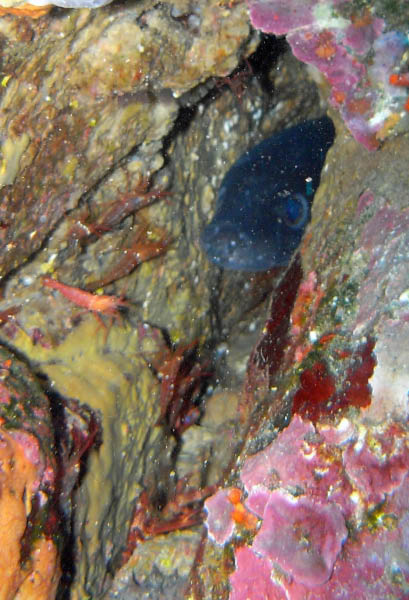 M0010955a