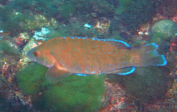 M0010995
