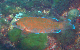 M0010995