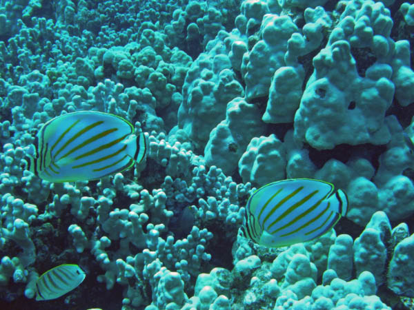 M0011212