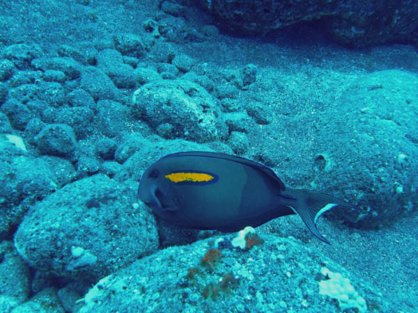 M0011232