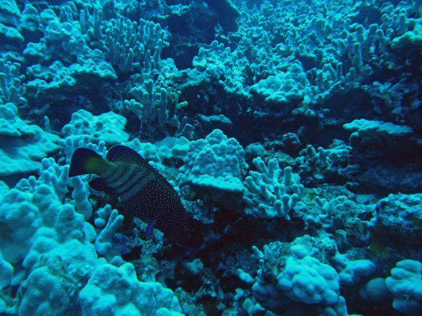 M0011235