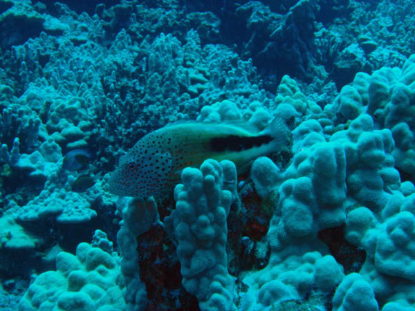 M0011241