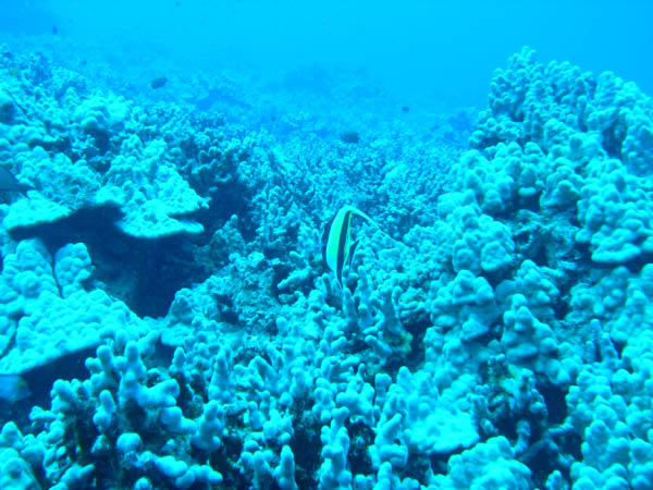 M0011243