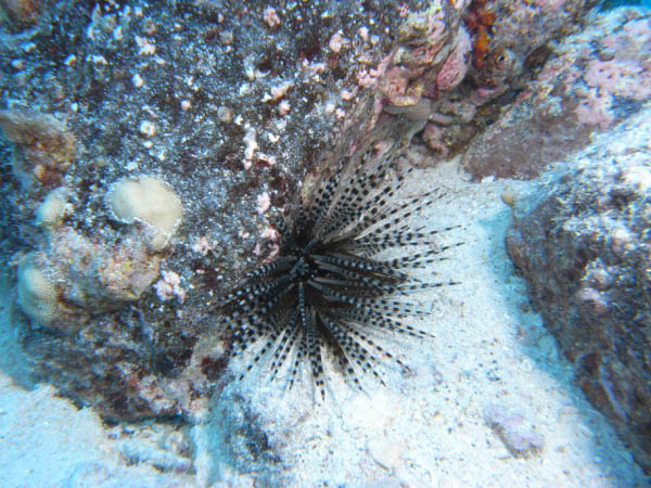 M0011260